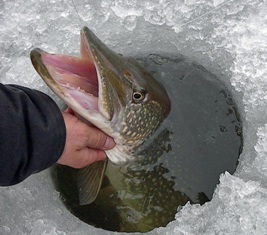 Улов на зимней рыбалке