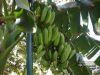 /data/articles/343/banana3.jpg