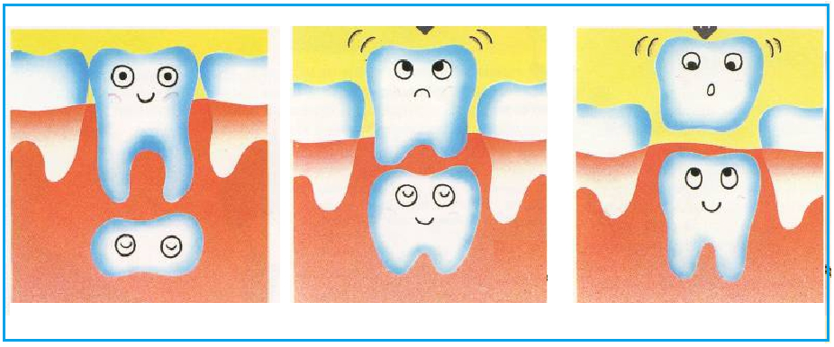 Молочные и коренные зубы у детей. Строение молочного зуба у детей.