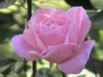 /data/articles/533/roze.jpg