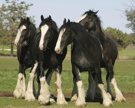 Породы лошадей: клейдесдаль / Другие животные