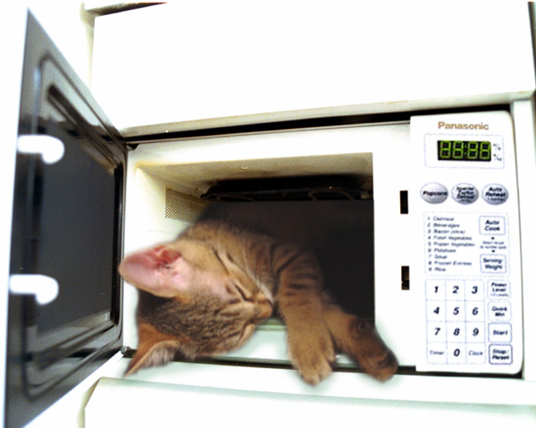 Cat_In_The_Oven.jpg
